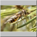 Dasysyrphus pinastri - Mondfleck-Waldschwebfliege w02.jpg